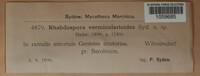 Rhabdospora vermicularioides image